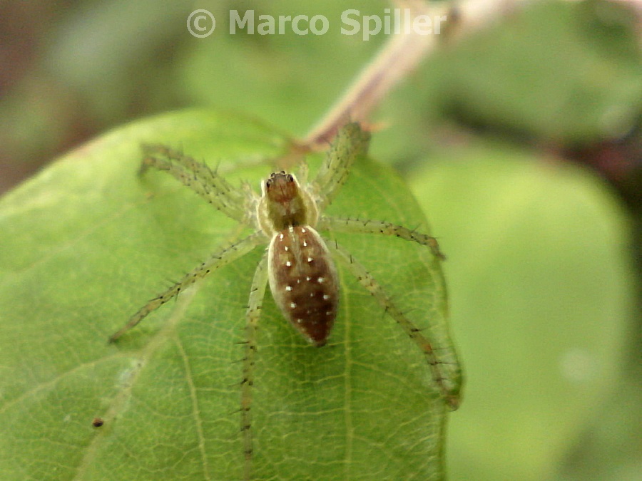 Giovane Dolomedes sp. - Bibione (VE)